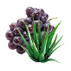 Aloe grape